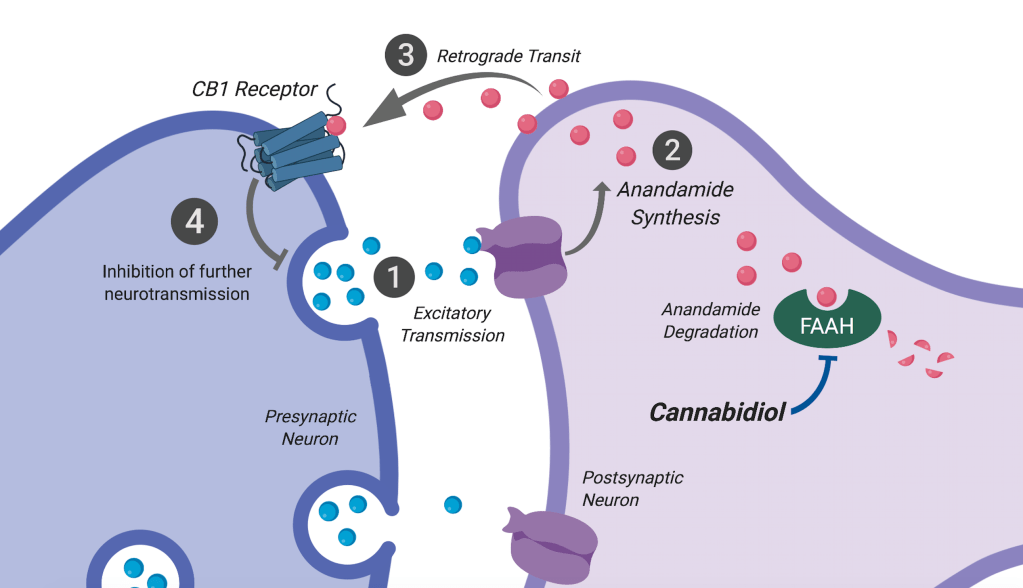 Interaction of CBD with classical endocannabinoid signaling